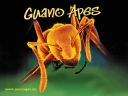 Guano_Apes_03.jpg
